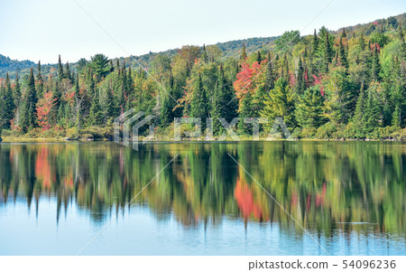 Colorful autumn forest in National Park 54096236