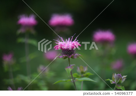 Thai tallow tree 54096377