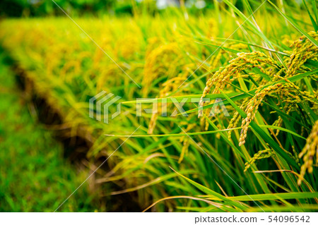 Taiwan Hualien Yuli Train Scenery Asia Taiwan Hualien scenery 54096542