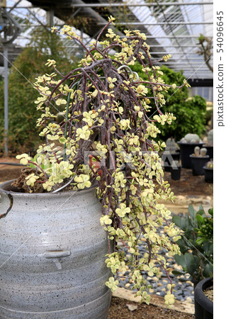 Theme Botanical Garden 54096645