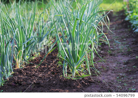 Young spring onion sprout on the field. Organically grown onions in the soil. Organic farming. Young spring onion sprout on the field. Organically grown onions in the soil. Organic farming. 54096799