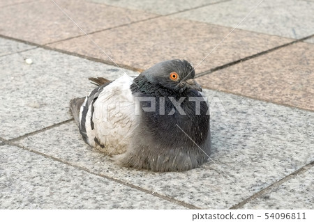 Dove of the city Dove of the city 54096811