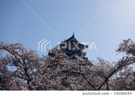 Kamiyama castle and cherry blossoms Kamiyama castle and cherry blossoms 54096844