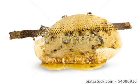 yellow beautiful honeycomb with honey background 54096916