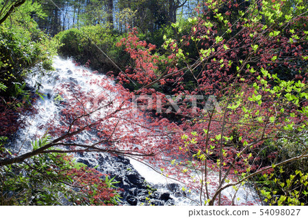 Nanataki spring autumn leaves Akita Nanataki spring autumn leaves Akita 54098027