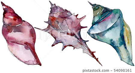Summer beach seashell tropical elements.... - Stock Illustration ...