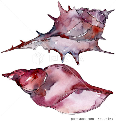 Summer beach seashell tropical elements.... - Stock Illustration ...