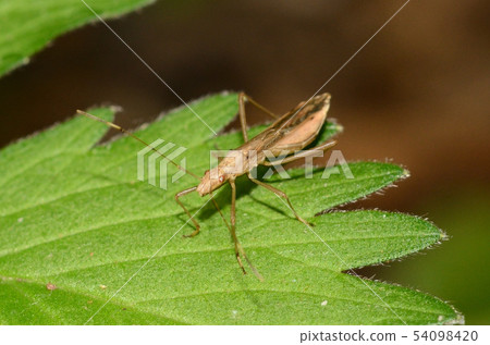 2019 06 18 The spider spider bug Sapporo City 54098420