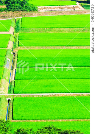 Summer rice field 54098739
