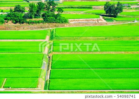 Summer rice field 54098741