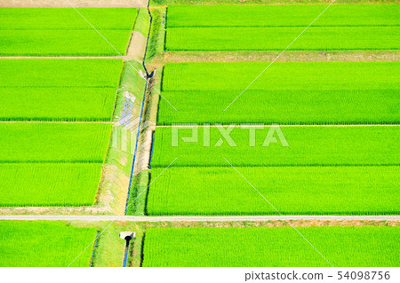 Summer rice field Summer rice field 54098756