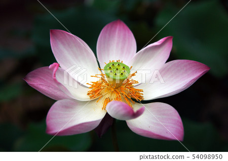 蓮花 54098950