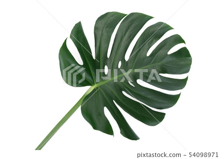 Trendy tropical leaf 54098971