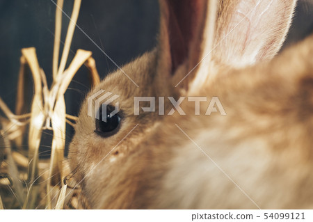 Beautiful young brown rabbit on a straw, hay, 54099121