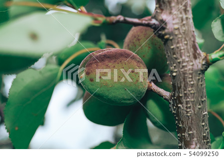 Close up green apricot on a tree. 54099250