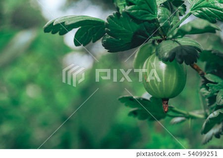 Close up of gooseberries on a gooseberry bush, on 54099251