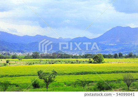 Iiyama市02的強姦花 54099841