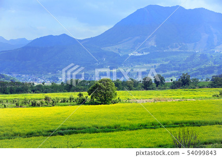 Iiyama市的強姦花03 Iiyama市的強姦花03 54099843