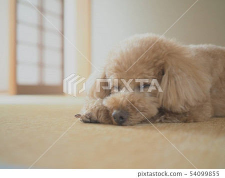 Suyasuya in Japanese room ... 54099855