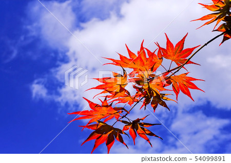 Autumn leaves shining in the blue sky 54099891