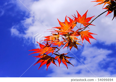 發光在藍天的秋葉 54099894