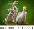 Goslings  54100001