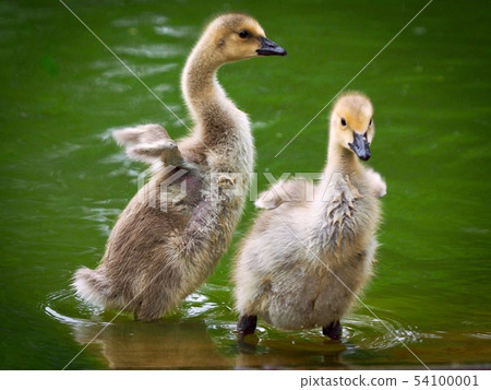 Goslings Goslings 54100001