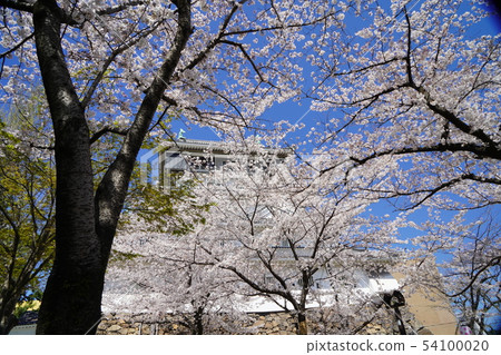 Ogura castle and cherry blossoms Ogura castle and cherry blossoms 54100020