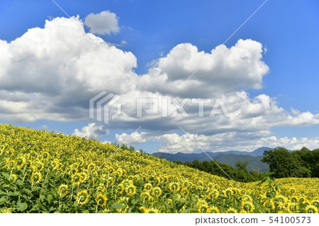 北野市Sannokura高原的向日葵領域 54100573