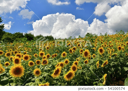 北野市Sannokura高原的向日葵領域 54100574