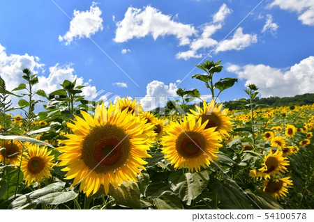 Sunflower field of Kitano city Sannokura plateau 54100578
