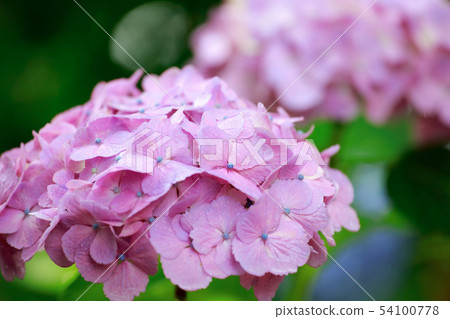 繡球 繡球 54100778