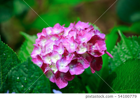 繡球 54100779