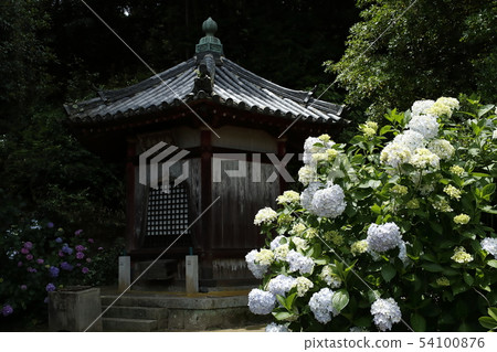 Hydrangea and Mido 54100876