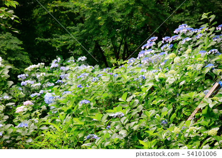 hydrangea hydrangea 54101006