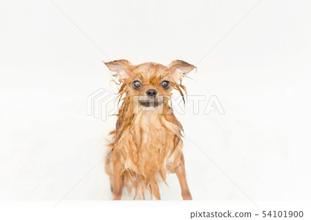 small dog pomeranian puppy taking a bath 54101900
