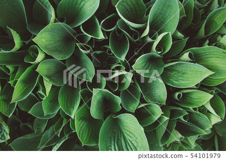 Green leaves, tropical plant growing in wild. Close up. Pattern, texture, background. Top view. Copy 54101979
