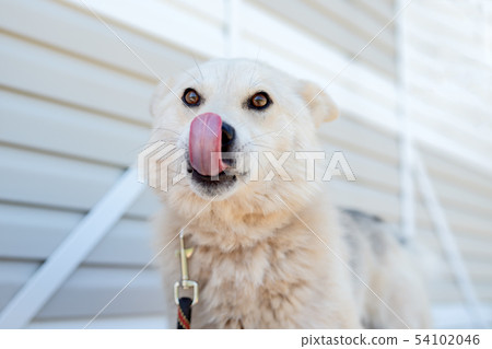 Photo of labrador dog looking at camera against white wooden building Photo of labrador dog looking at camera against white wooden building 54102046