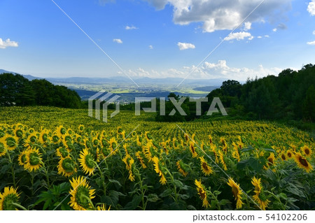 Sunflower field and Aizu basin of Kitano city Sannokura plateau Sunflower field and Aizu basin of Kitano city Sannokura plateau 54102206