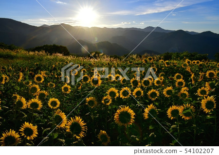 Sunflower field and morning sun of Kitano city Sannokura plateau Sunflower field and morning sun of Kitano city Sannokura plateau 54102207