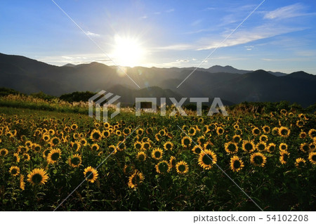 Sunflower field and morning sun of Kitano city Sannokura plateau 54102208