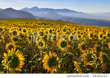 Sunflower field and Mt. Hiyama of Kitano city Sannokura plateau 54102222