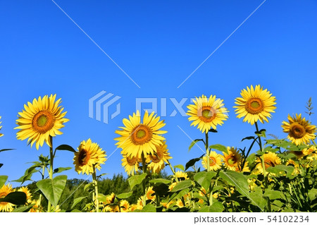 Sunflower field in the blue sky of Kitano city Minokura plateau 54102234