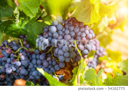 Grapes close-up in a vineyard, La Rioja, Spain Grapes close-up in a vineyard, La Rioja, Spain 54102775