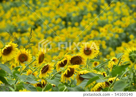 Sunflower field of Kitano city Sannokura plateau Sunflower field of Kitano city Sannokura plateau 54103140