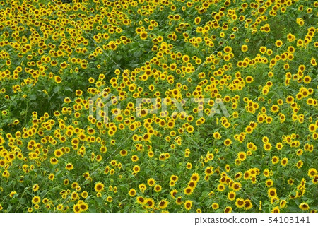 Sunflower field of Kitano city Sannokura plateau Sunflower field of Kitano city Sannokura plateau 54103141