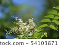 The Hydrangea season also arrives at the Kobe Forest Garden 54103871