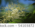 The Hydrangea season also arrives at the Kobe Forest Garden 54103872