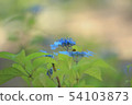 The Hydrangea season also arrives at the Kobe Forest Garden 54103873