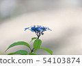 The Hydrangea season also arrives at the Kobe Forest Garden 54103874